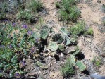 Opuntia, Santa Fe