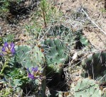 Opuntia, Santa Fe