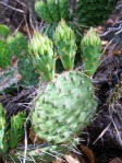 Opuntia, Santa Fe