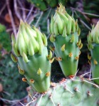 Opuntia Santa Fe