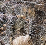 Opuntia Santa Fe, Santa Fe, NM