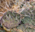 Opuntia Santa Fe, Santa Fe, NM