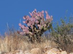 Opuntia chlorotica santa-rita, Alan Schmierer