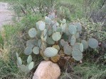 Opuntia chlorotica chloritica blend with var santa-rita