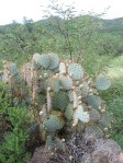 Opuntia chlorotica chloritica blend with var santa-rita