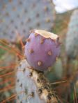 Opuntia chlorotica chloritica blend with var santa-rita