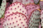 Opuntia chlorotica santa-rita, Quinn Dombrowski