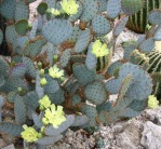 Opuntia chlorotica santa-rita, Ryan Soma