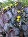 Opuntia chlorotica santa-rita flowers, Michael McNulty