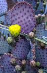 Opuntia chlorotica santa-rita flowers, Michael McNulty