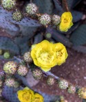 Opuntia chlorotica santa-rita flowers, Michael McNulty