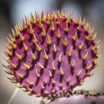 Opuntia chlorotica santa-rita, exceptional close-up of new cladode, Michael Newberry