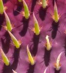 Opuntia chlorotica santa-rita, exceptional close-up of new cladode, Michael Newberry