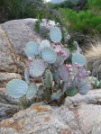 Opuntia chlorotica santa-rita