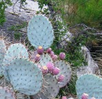 Opuntia chlorotica santa-rita, in habitat