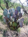 Opuntia chlorotica santa-rita, in habitat