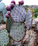 Opuntia chlorotica santa-rita, in habitat