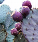 Opuntia chlorotica santa-rita, in habitat