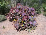 Desert Botanical Garden, Phoenix, AZ