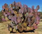 Opuntia chlorotica santa-rita, Jan Emming