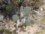 Opuntia chlorotica santa-rita, garden plant, Nancy Hussey