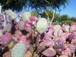 Opuntia chlorotica santa-rita, garden plant