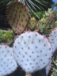 Opuntia chlorotica santa-rita, garden plant