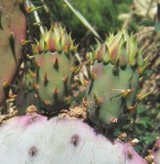 Opuntia chlorotica santa-rita, garden plant