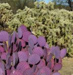 Opuntia chlorotica santa-rita, with C. fulgida, Jan Emming