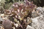 Opuntia chlorotica santa-rita, garden plant