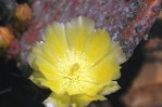 Opuntia chlorotica santa-rita, flower, garden plant