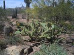 O. semispinosa, Desert Botanical Garden, Tempe, AZ