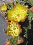 Opuntia semispinosa, Camarillo, CA