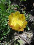 Opuntia semispinosa, Camarillo, CA