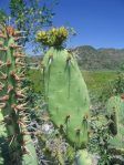 Opuntia semispinosa, nearly spineless cladode, Camarillo, CA