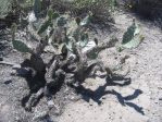 Opuntia semispinosa, Camarillo, CA