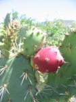 Opuntia semispinosa, Camarillo, CA