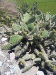 Opuntia semispinosa, Camarillo, CA