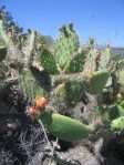 Opuntia semispinosa, Camarillo, CA