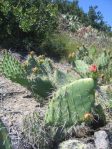 Opuntia semispinosa, Camarillo, CA