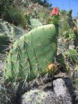 Opuntia semispinosa, Camarillo, CA