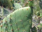 Opuntia semispinosa, semi-spinless cladode, Camarillo, CA