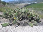 Opuntia semispinosa, Camarillo, CA