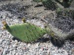 Opuntia semispinosa, Camarillo, CA