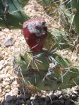 Opuntia semispinosa, San Diego Wild Animal Park