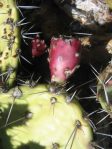 Opuntia semispinosa, San Diego Wild Animal Park