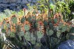 Opuntia spinosibacca, in habitat, Sonia Hill