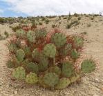 Opuntia spinosibacca, Big Bend National Park, Michelle Cloud-Hughes