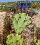 Opuntia spinosibacca, Big Bend National Park, Michelle Cloud-Hughes