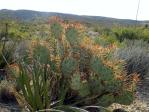 Opuntia spinosibacca, Big Bend National Park, Michelle Cloud-Hughes